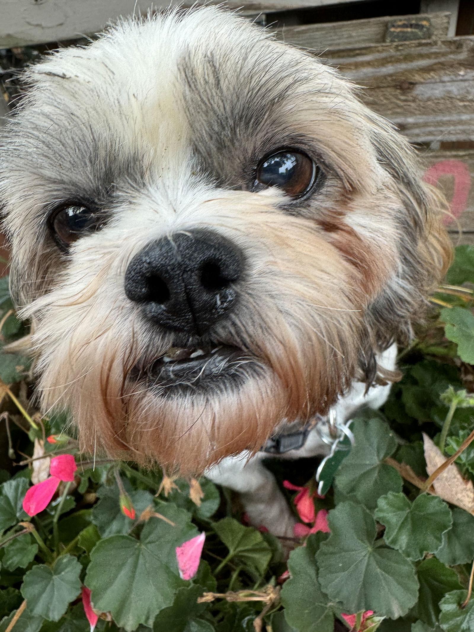 Nettie, a Adoptable Shih Tzu in Sioux Falls, SD image 3/3