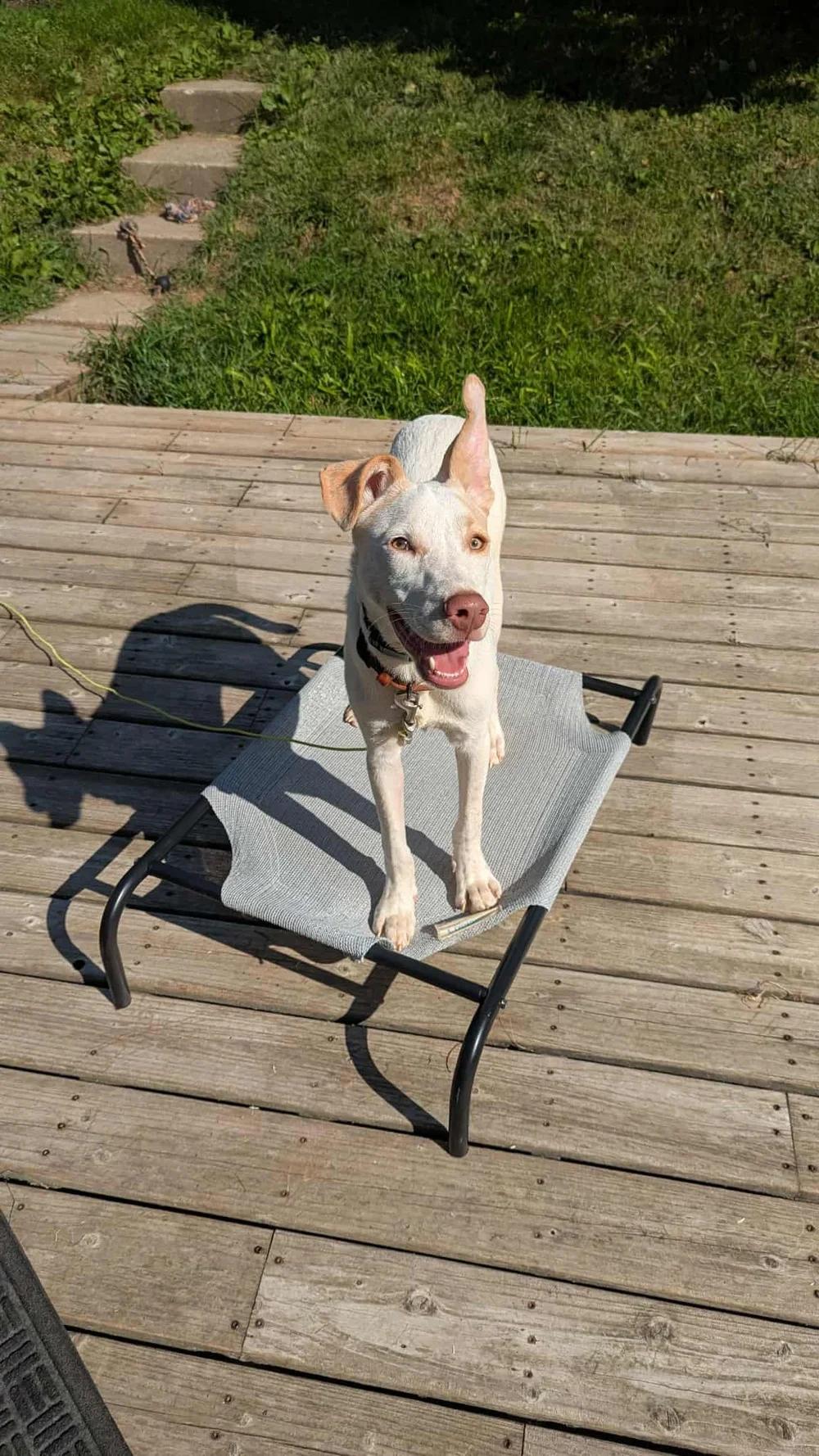 Enlarge Hozier - FOSTER NEEDED!!!, a Adoptable mixed breed in Minneapolis, MN image 1/6