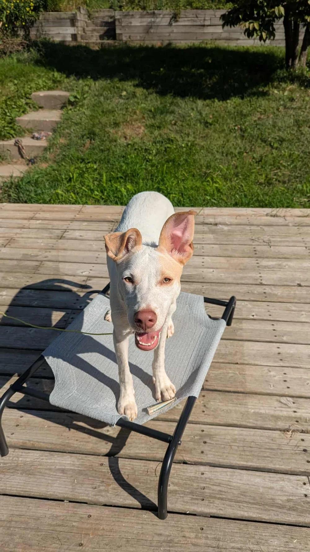 Enlarge Hozier - FOSTER NEEDED!!!, a Adoptable mixed breed in Minneapolis, MN image 2/6