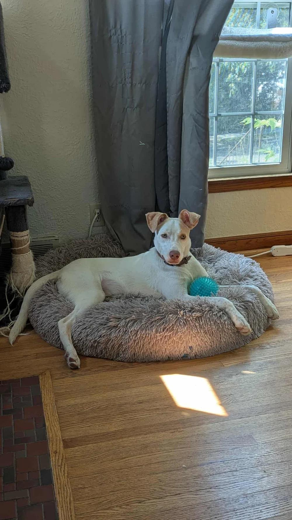 Enlarge Hozier - FOSTER NEEDED!!!, a Adoptable mixed breed in Minneapolis, MN image 3/6