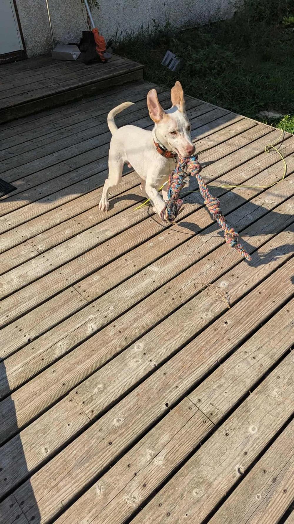 Enlarge Hozier - FOSTER NEEDED!!!, a Adoptable mixed breed in Minneapolis, MN image 4/6