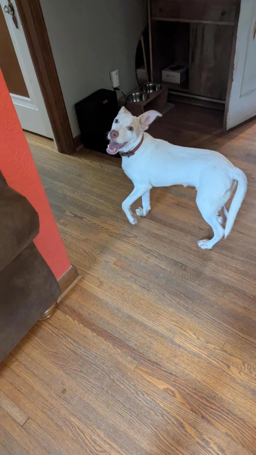 Hozier - FOSTER NEEDED!!!