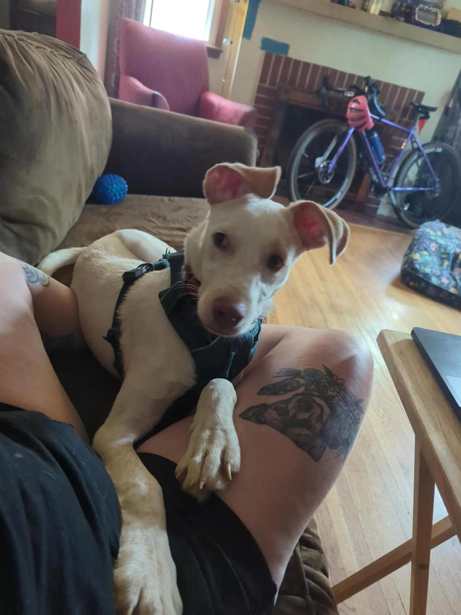 Enlarge Hozier - FOSTER NEEDED!!!, a Adoptable mixed breed in Minneapolis, MN image 6/6