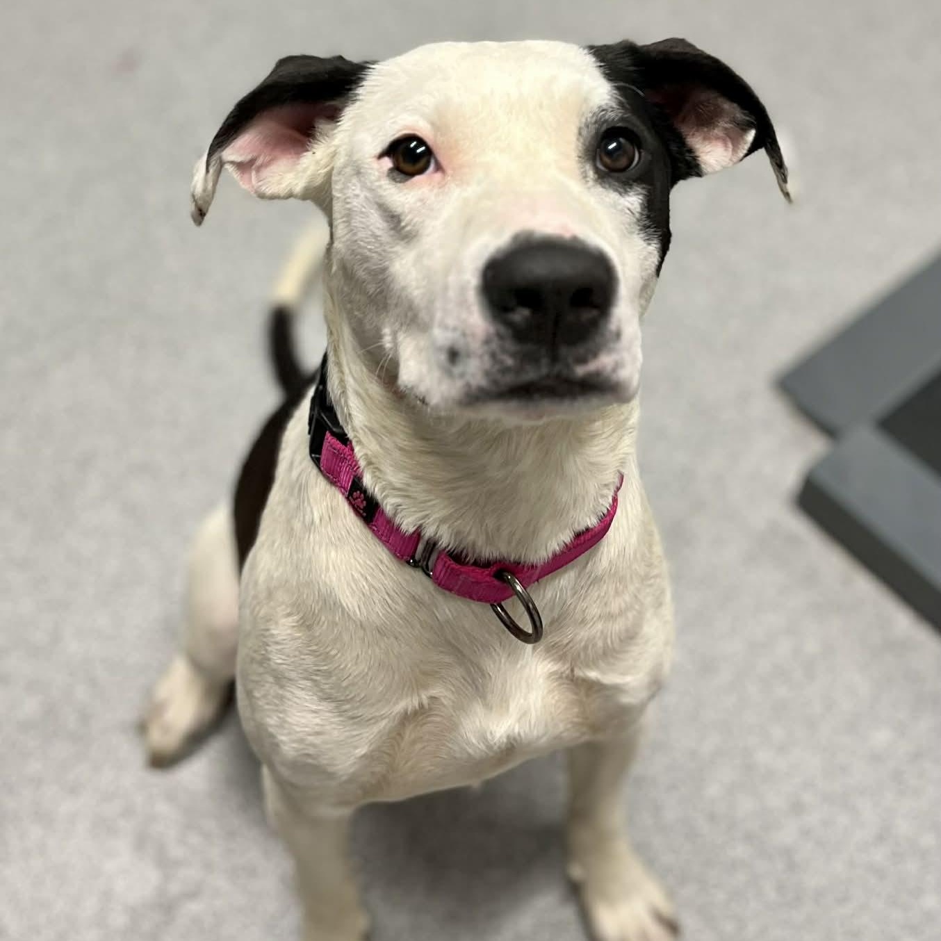 Scarlett, ADOPTABLE, Adult Male Mixed Breed.