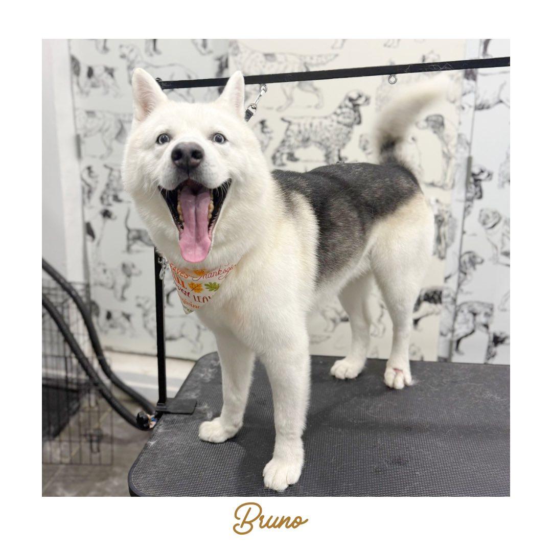 Enlarge BRUNO, a Adoptable Husky in New York, NY image 4/4