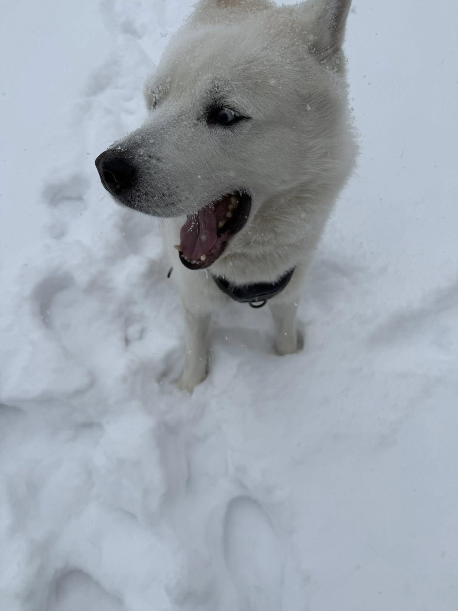 Enlarge BRUNO, a Adoptable Husky in New York, NY image 2/4