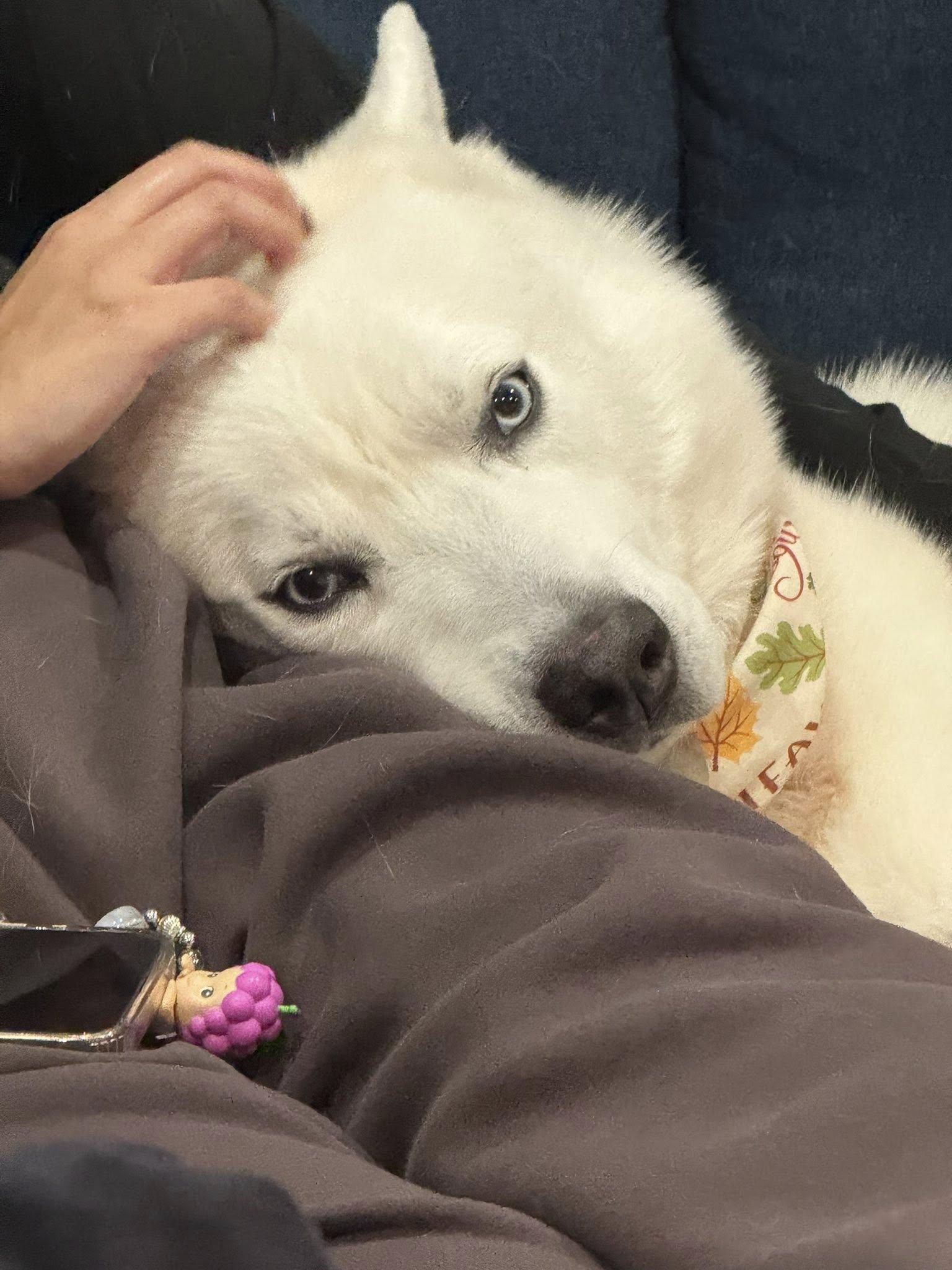 Enlarge BRUNO, a Adoptable Husky in New York, NY image 3/4