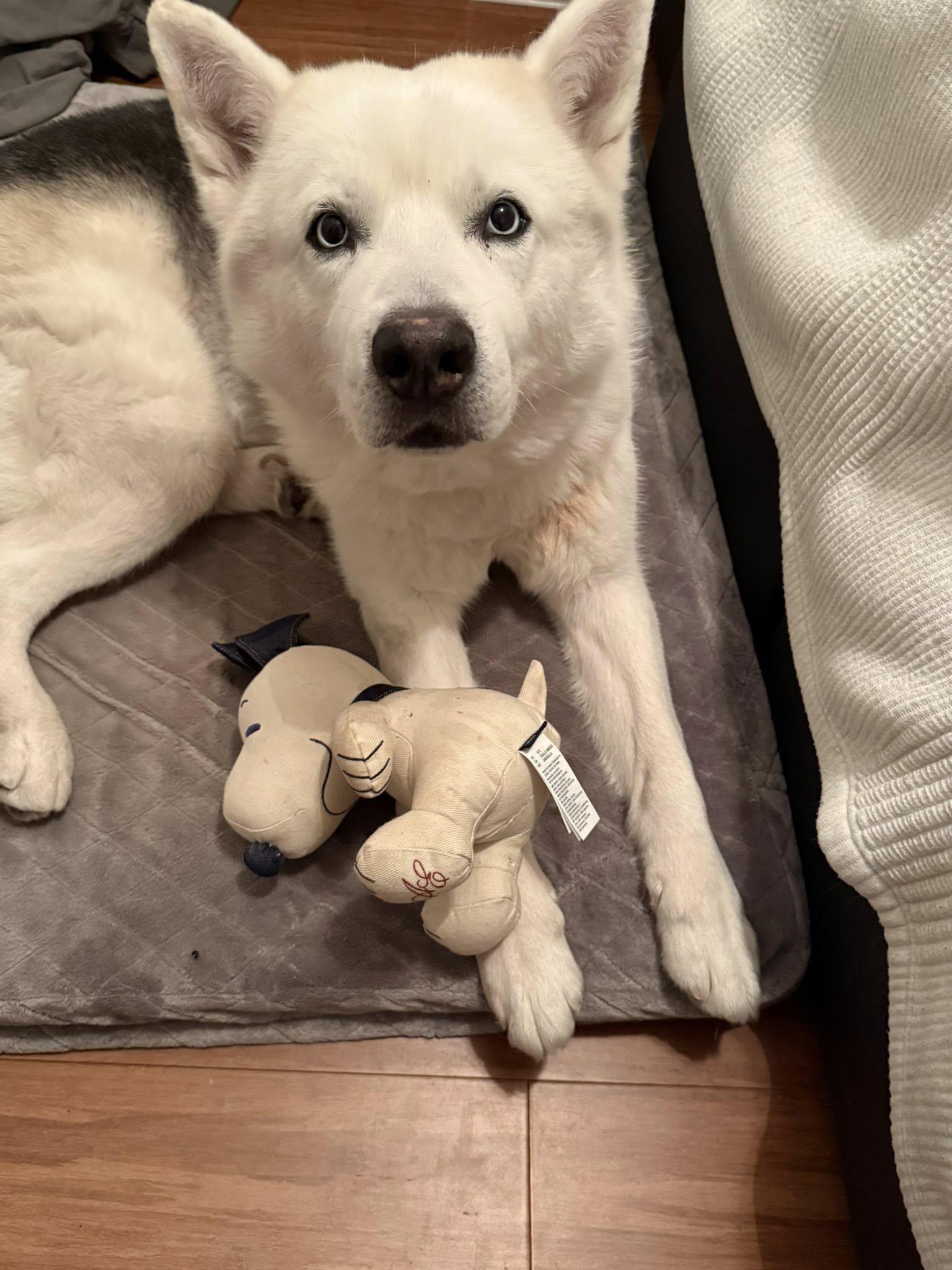 Enlarge BRUNO, a Adoptable Husky in New York, NY image 1/4