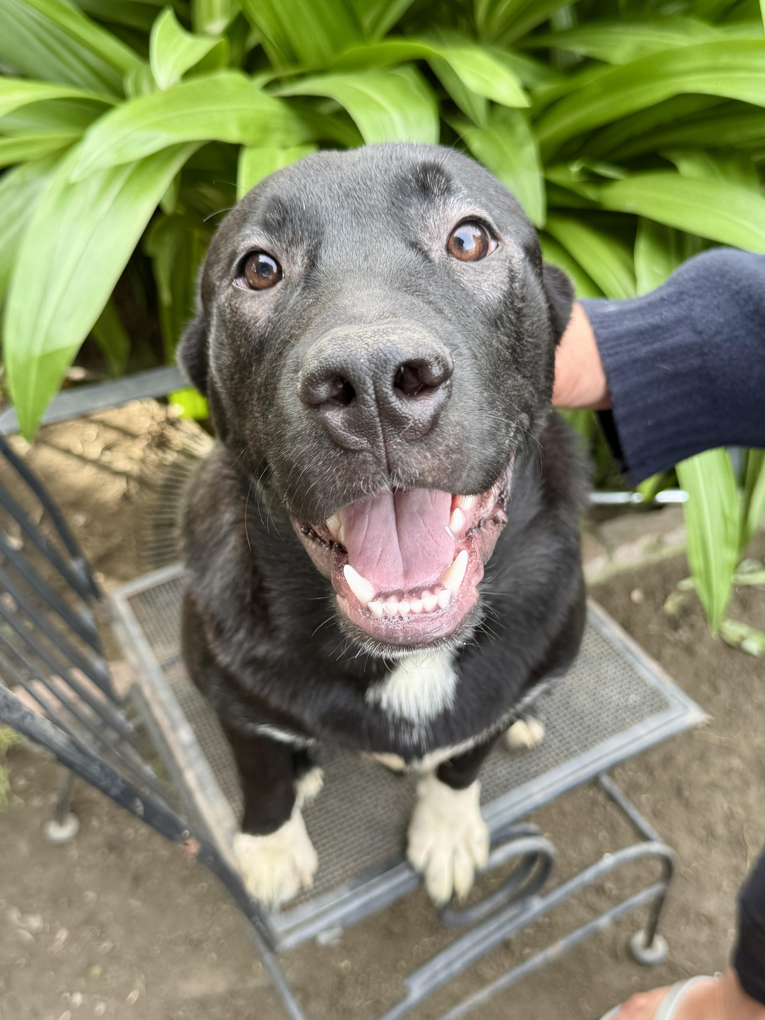 Enlarge Bailey, a Adoptable mixed breed in West Hollywood, CA image 2/5