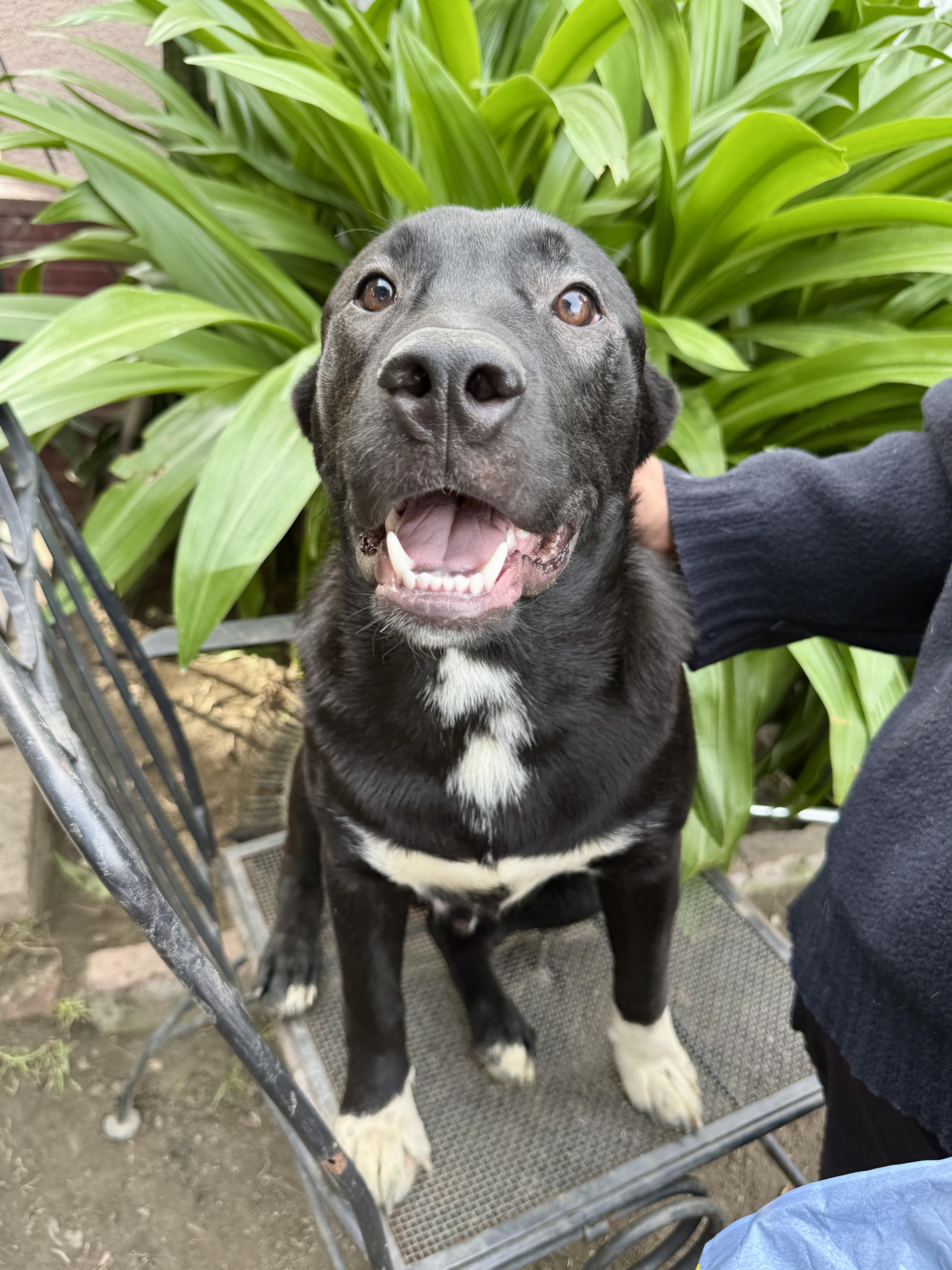 Enlarge Bailey, a Adoptable mixed breed in West Hollywood, CA image 1/5