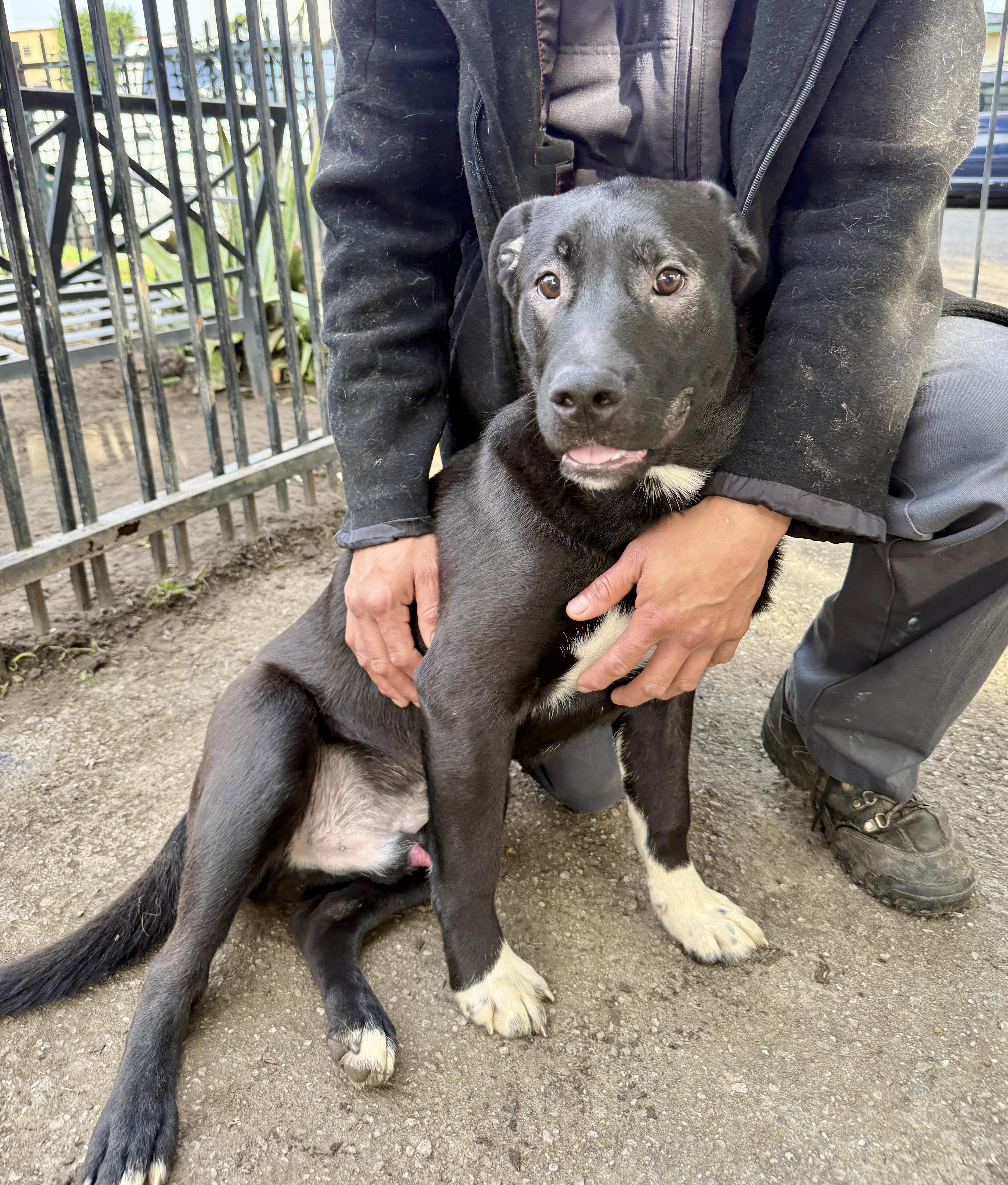 Enlarge Bailey, a Adoptable mixed breed in West Hollywood, CA image 3/5