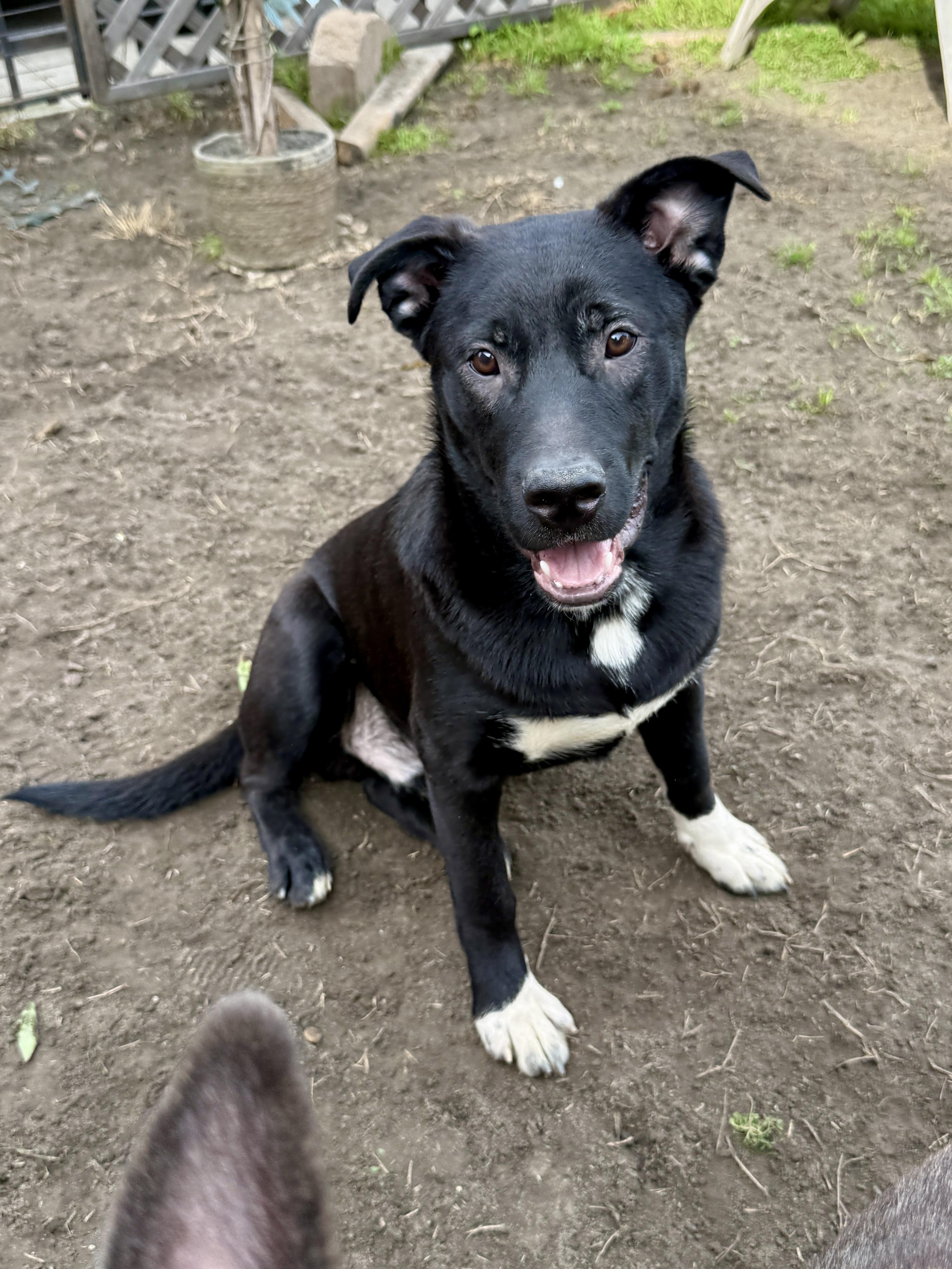 Enlarge Bailey, a Adoptable mixed breed in West Hollywood, CA image 5/5