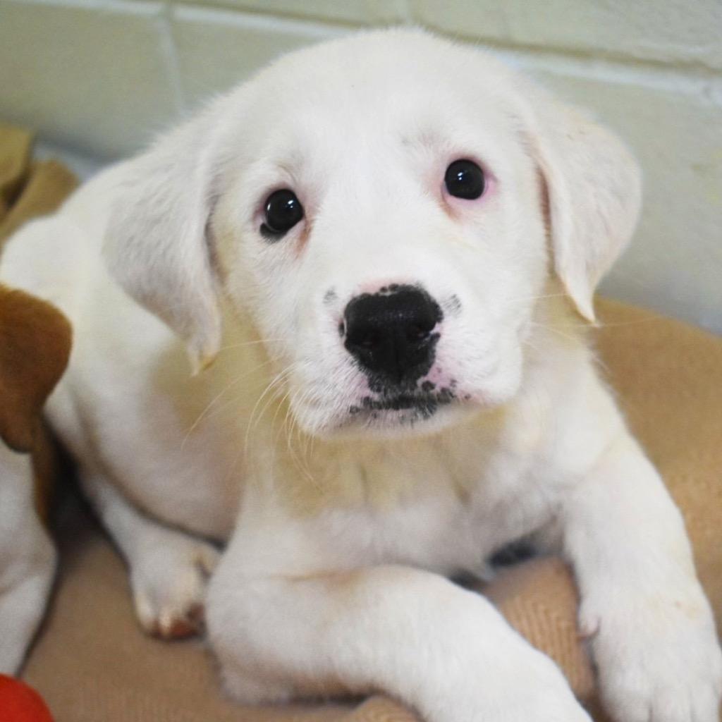 Monica, Adopted, Puppy Female Mixed Breed.