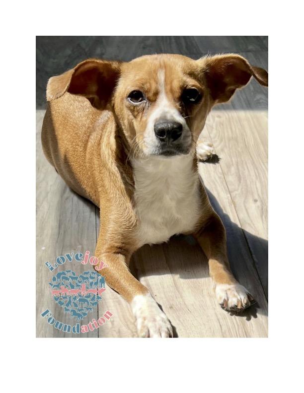 Daisy is a 1 year old female Beagle and Chihuahua Mix who was surrendered after her owner reached ou