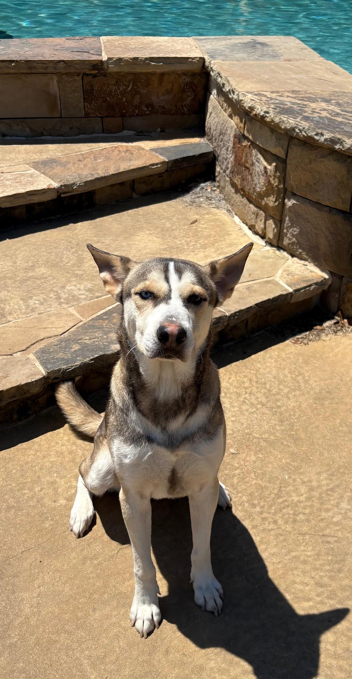 CHUVY, a Adoptable mixed breed in Fort Worth , TX image 6/6