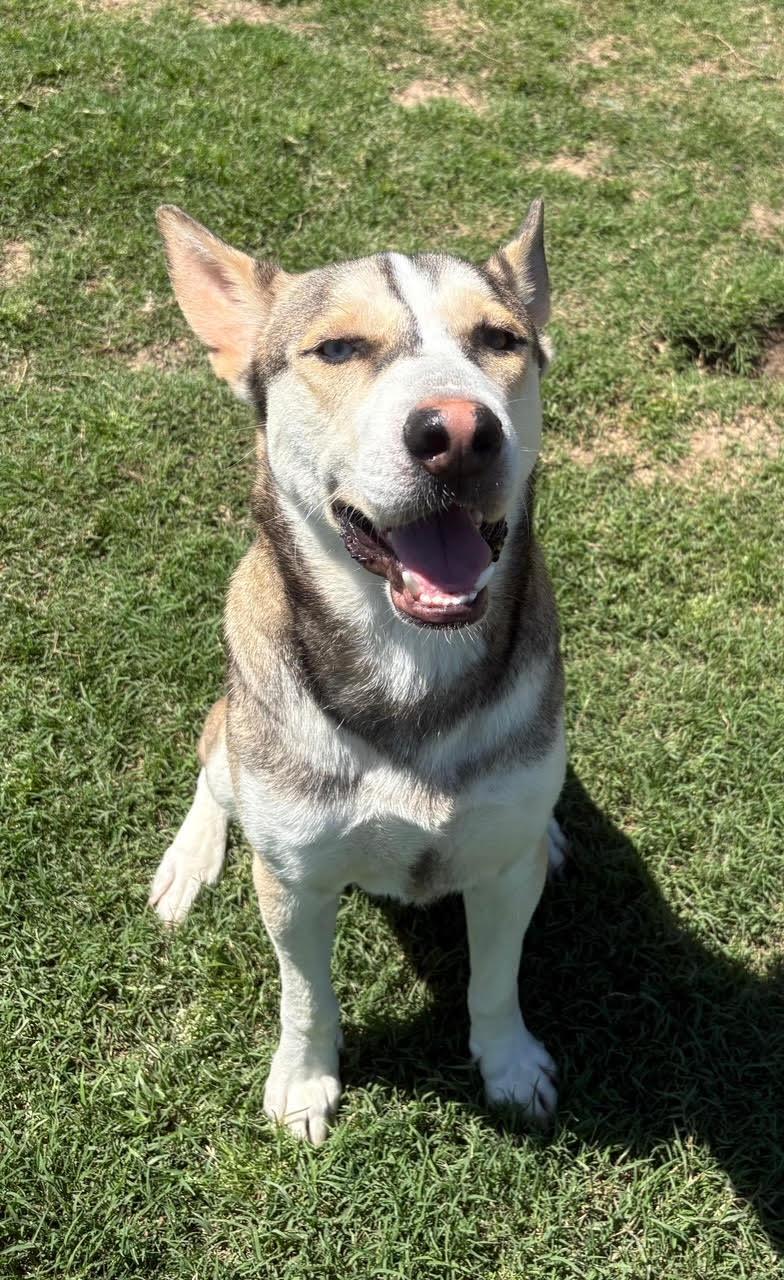 CHUVY. COURTESY POST, a Adoptable mixed breed image 3/3