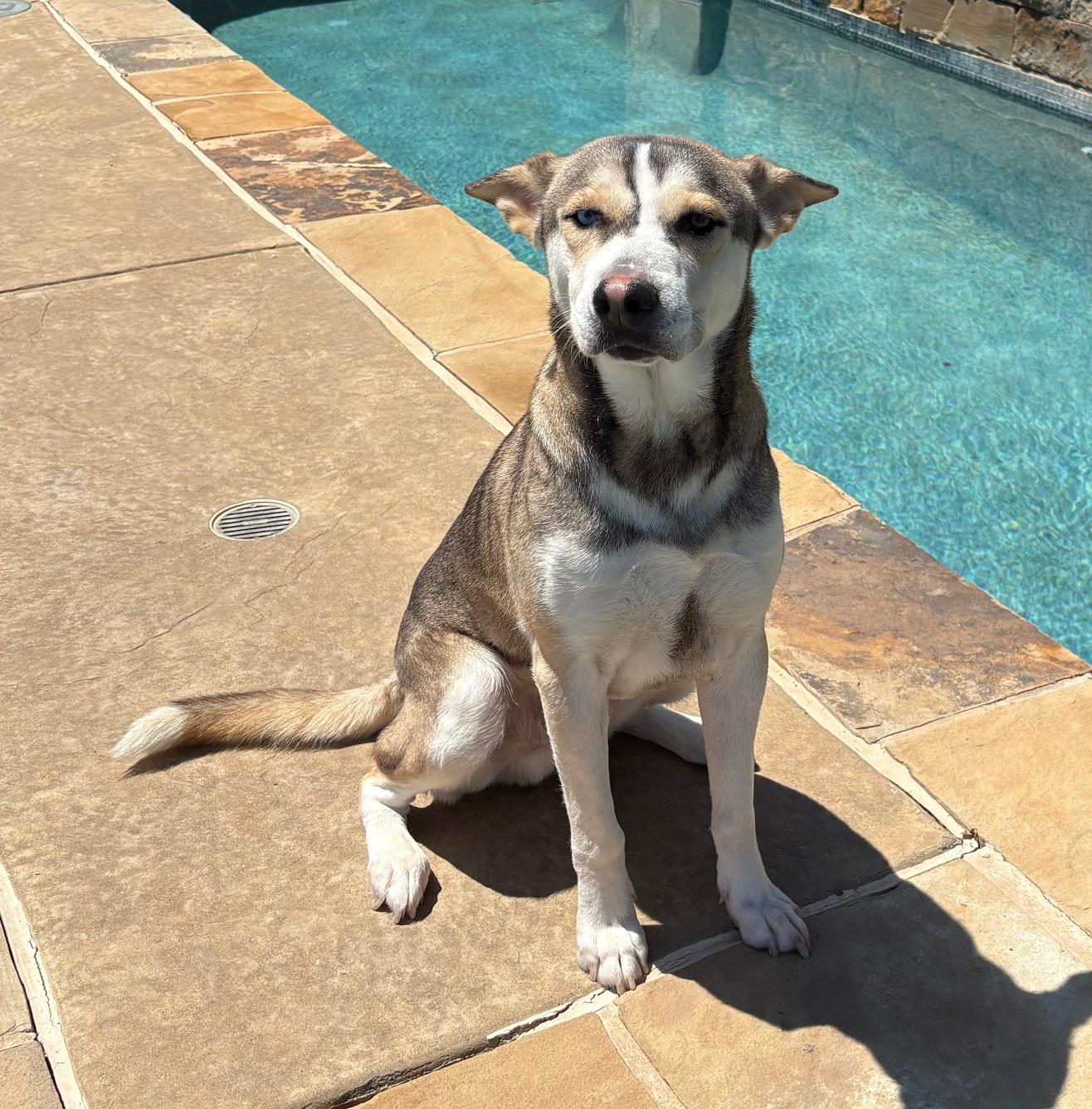 CHUVY, a Adoptable mixed breed in Fort Worth , TX image 1/6