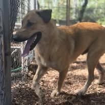 Chief, ADOPTABLE, Adult Male Shepherd.