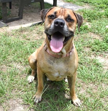 Scooby, a ADOPTABLE mixed breed in Inverness, FL image 2/2