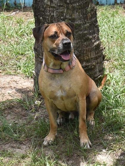 Scooby, a ADOPTABLE mixed breed in Inverness, FL image 1/2