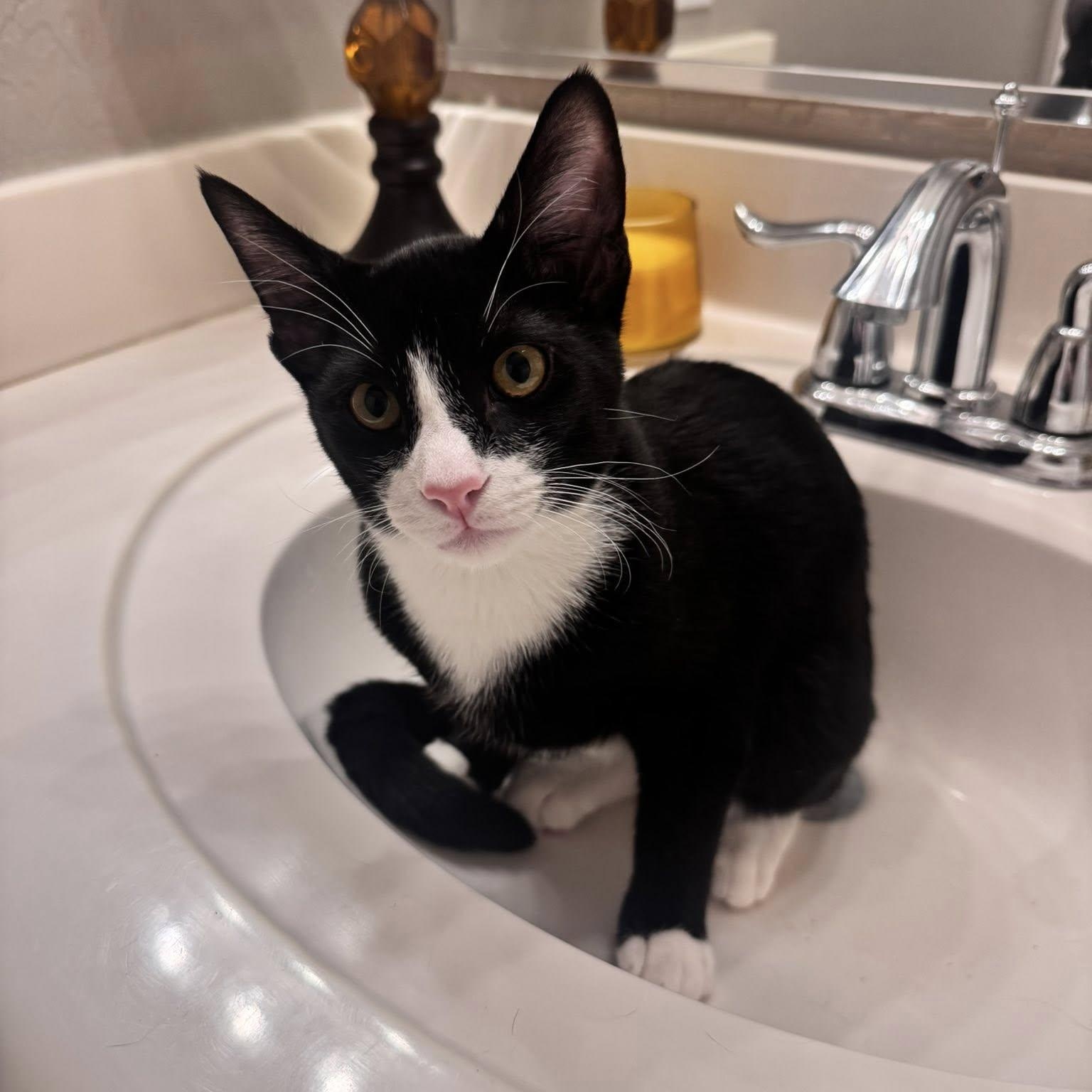 Otis