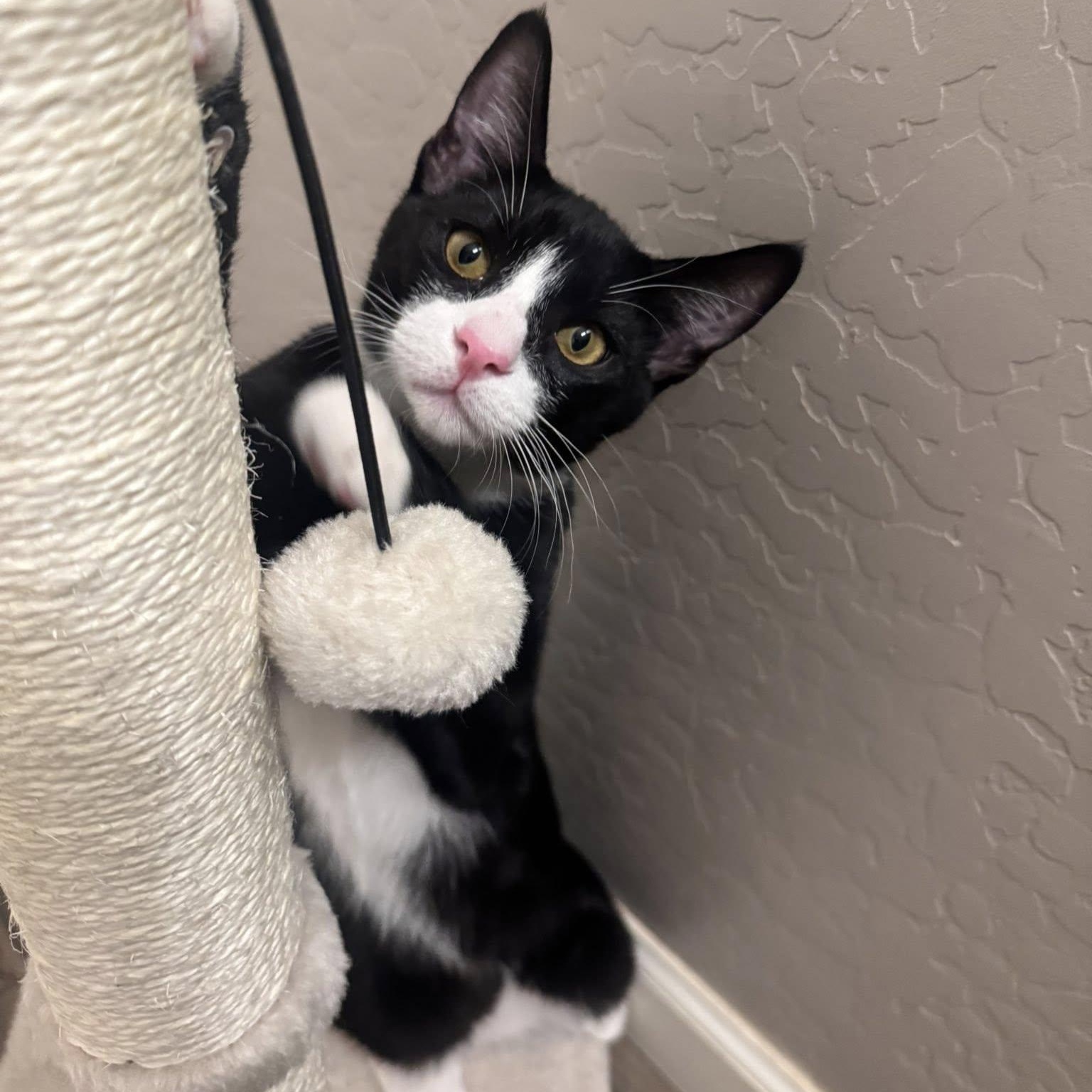 Otis