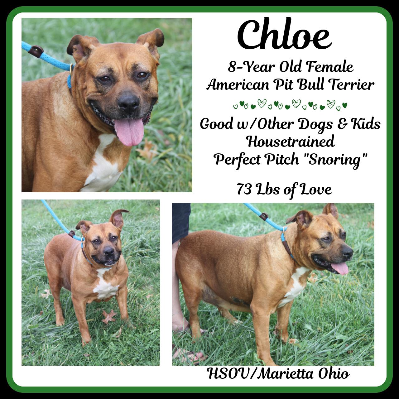 Chloe (Spayed) (Photos 9/21/2024)