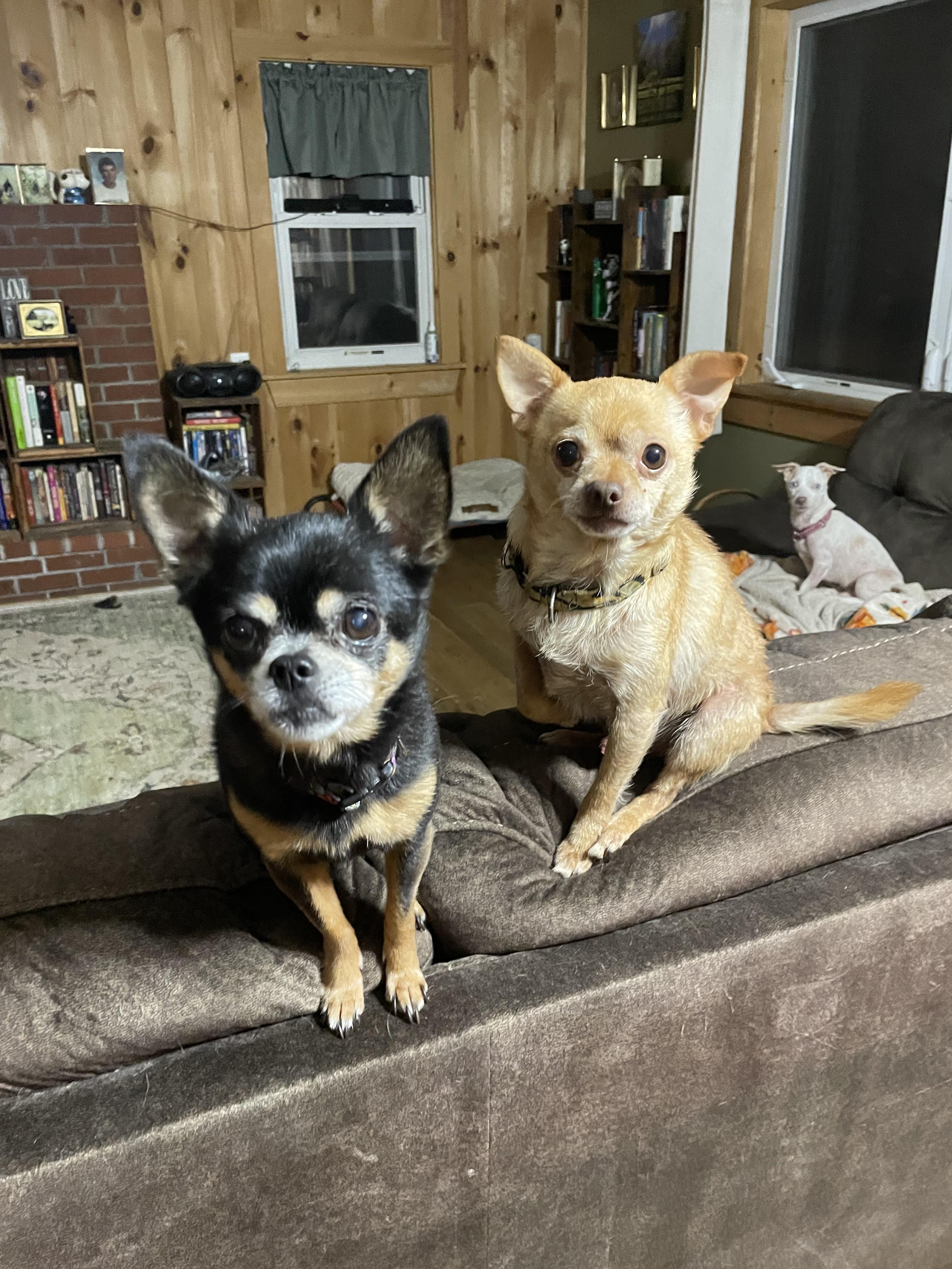 Tucker, a Adoptable Chihuahua in Ontario, NY image 2/6