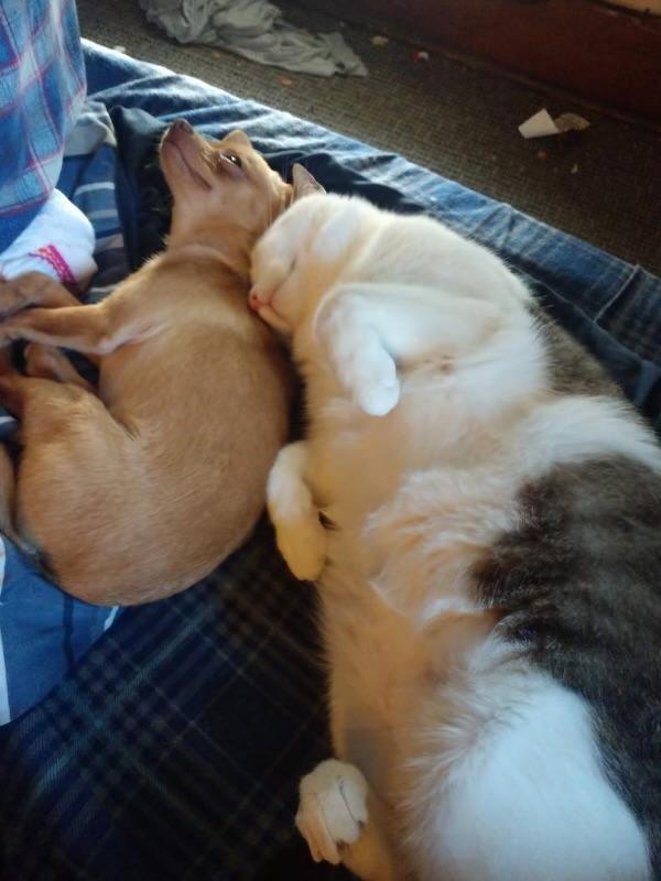 Tucker, a Adoptable Chihuahua in Ontario, NY image 3/6