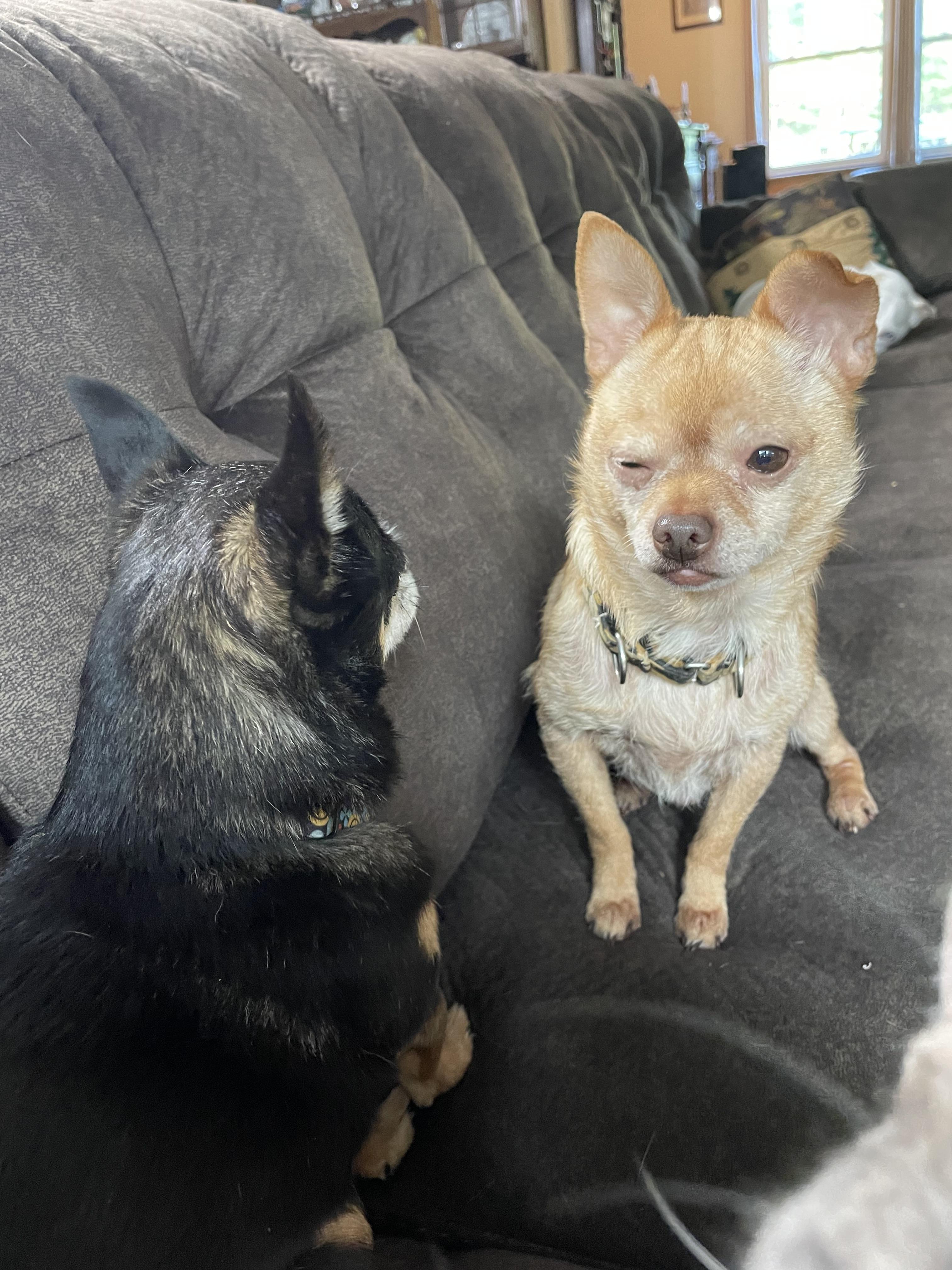 Tucker, a Adoptable Chihuahua in Ontario, NY image 4/6