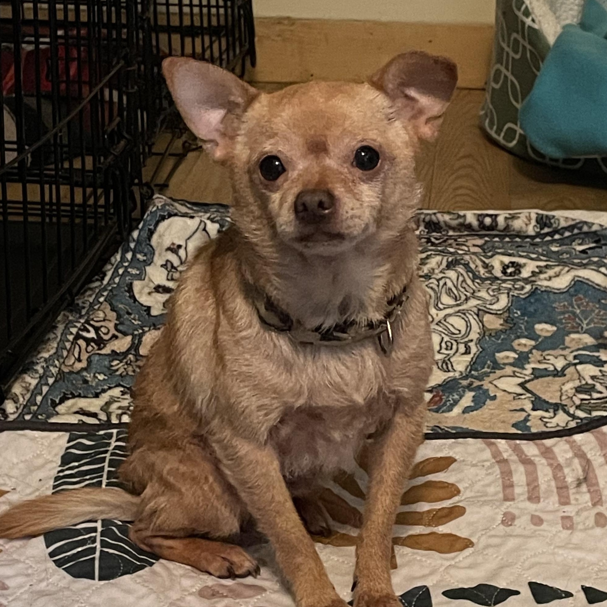 Tucker, Adoptable, Senior Male Chihuahua.