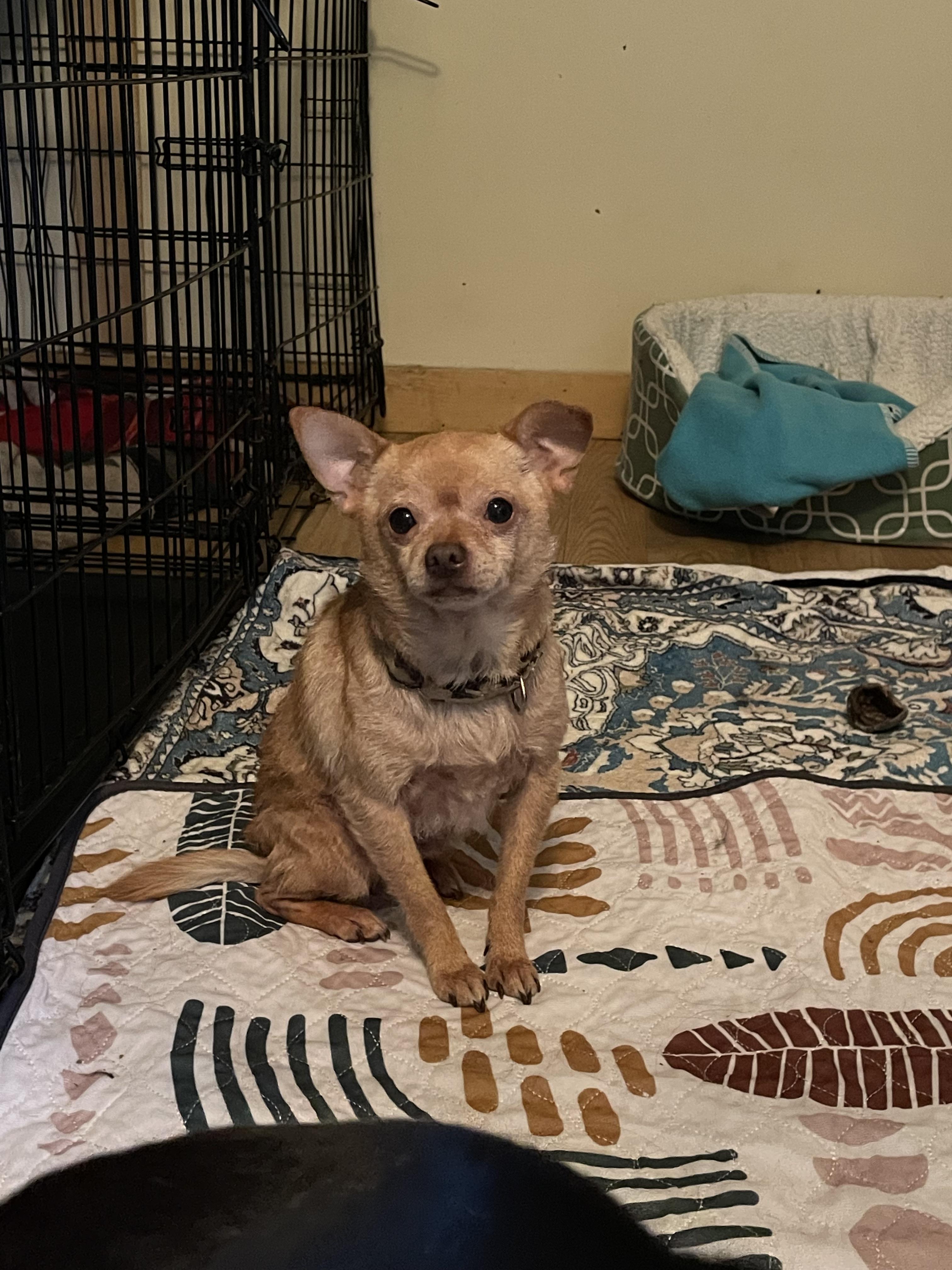 Tucker, a Adoptable Chihuahua in Ontario, NY image 5/6