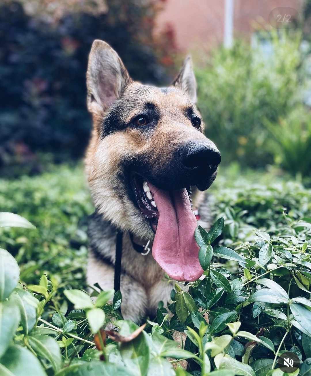 Toby Hawk, a Adopted German Shepherd Dog in Hamilton, ON image 5/6