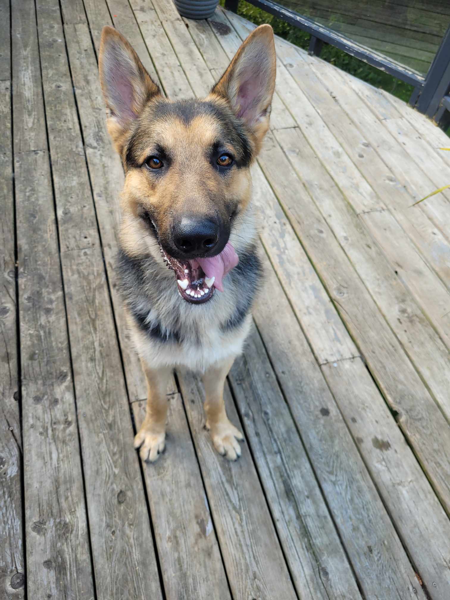Toby Hawk, a Adopted German Shepherd Dog in Hamilton, ON image 4/6
