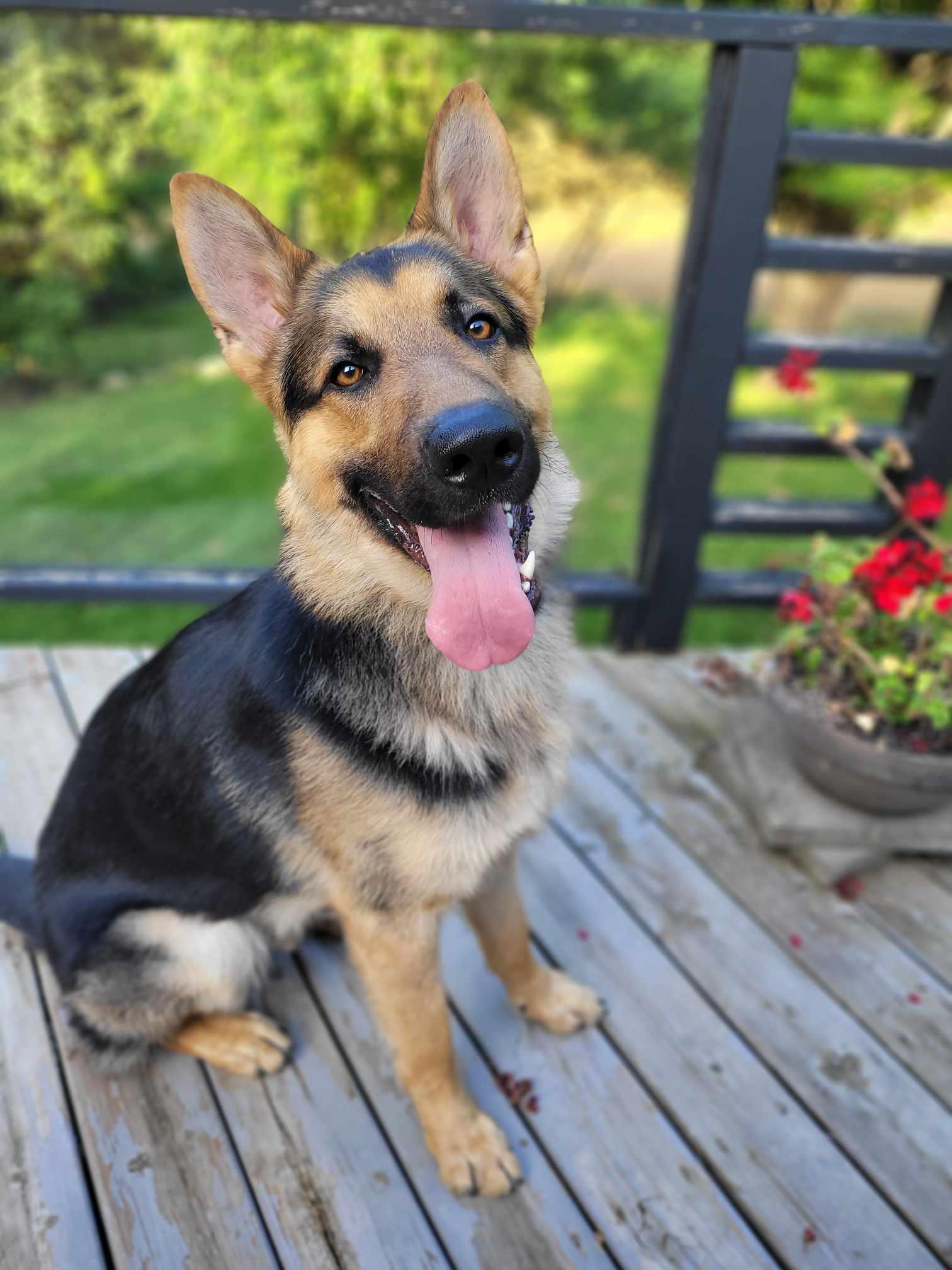 Toby Hawk, Adopted, Young Male German Shepherd Dog.