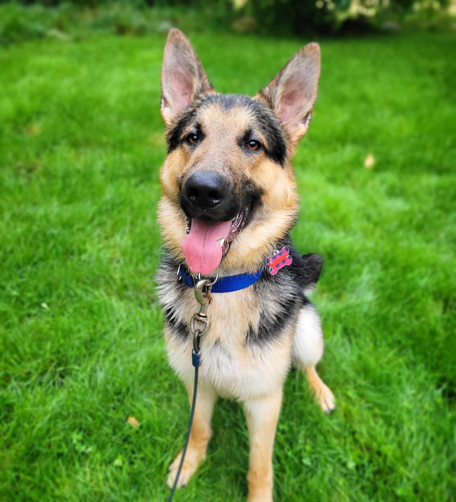 Toby Hawk, a Adopted German Shepherd Dog in Hamilton, ON image 6/6