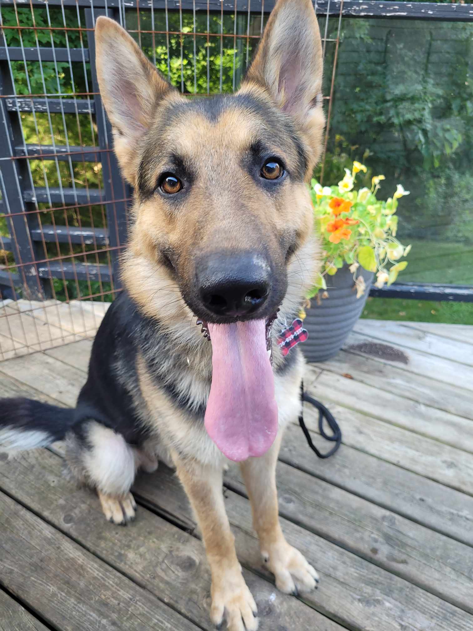 Toby Hawk, a Adopted German Shepherd Dog in Hamilton, ON image 2/6