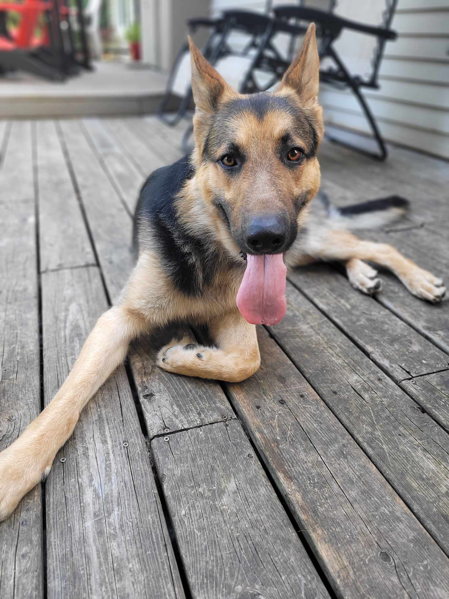 Toby Hawk, a Adopted German Shepherd Dog in Hamilton, ON image 3/6