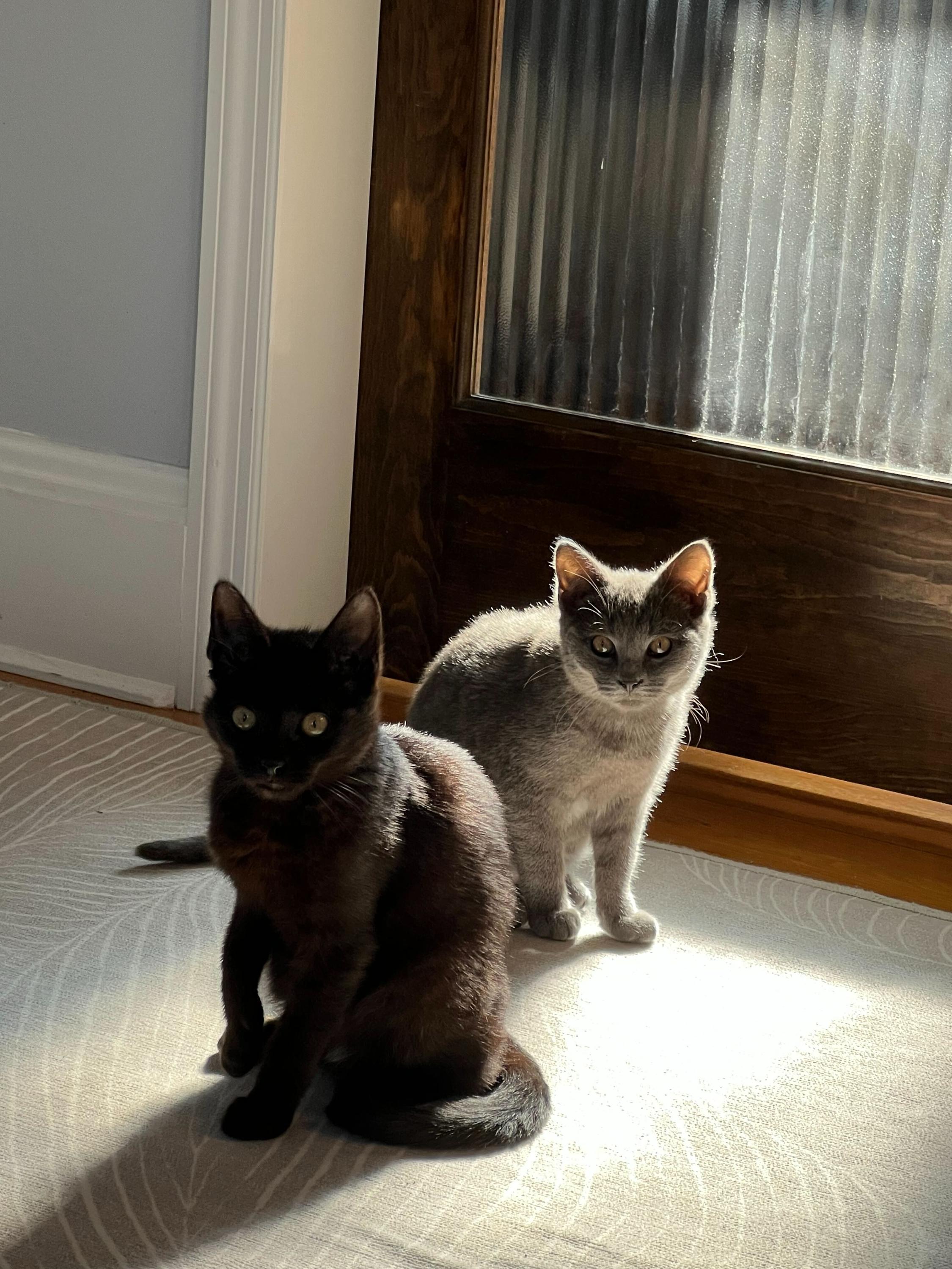 Enlarge Onyx (Bonded to Stone), an adoption pending Domestic Short Hair in Long Island City, NY image 4/6