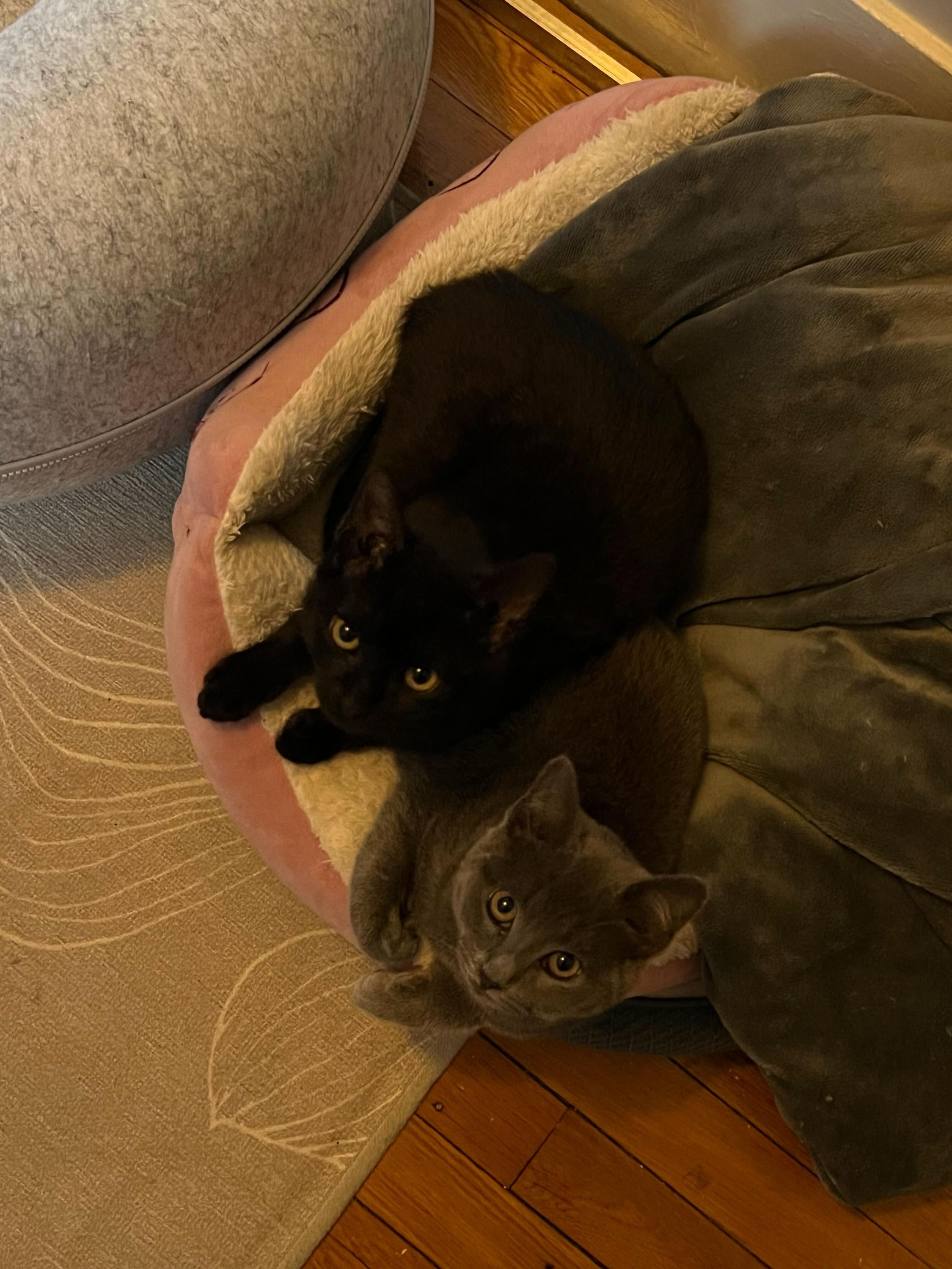 Enlarge Onyx (Bonded to Stone), an adoption pending Domestic Short Hair in Long Island City, NY image 2/6