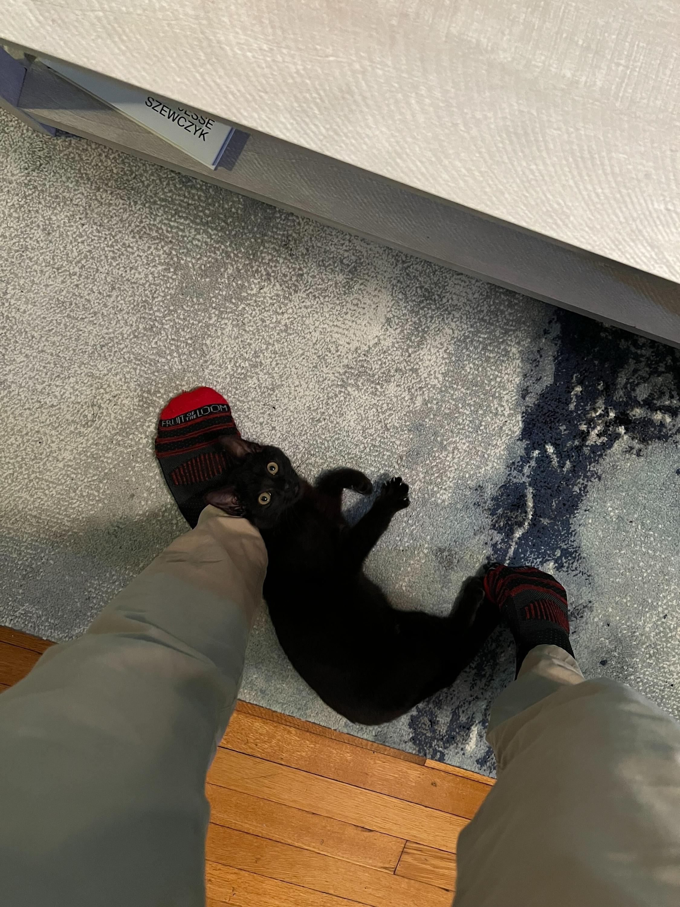 Enlarge Onyx (Bonded to Stone), an adoption pending Domestic Short Hair in Long Island City, NY image 3/6