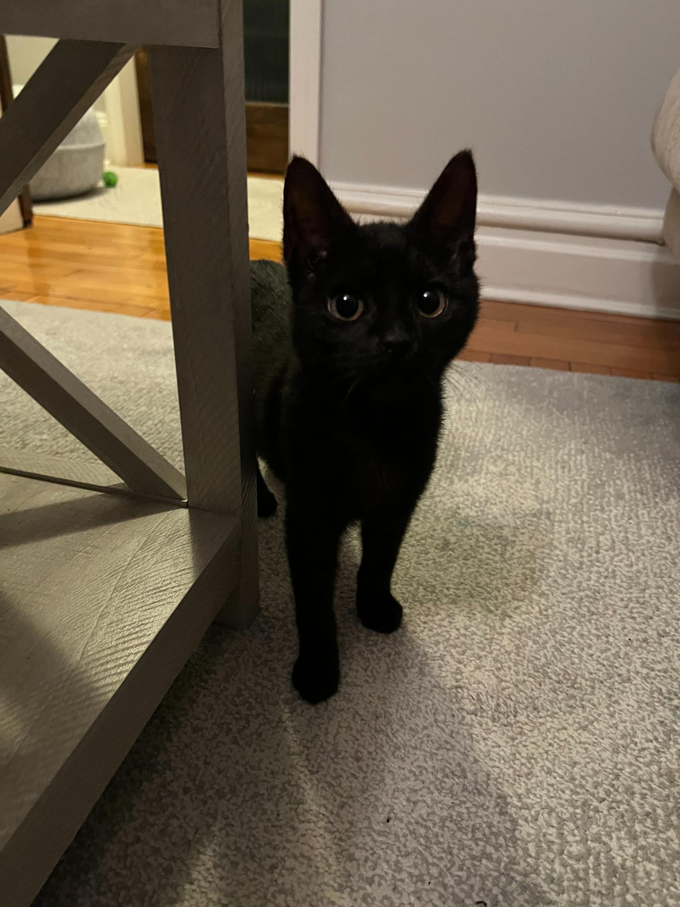 Enlarge Onyx (Bonded to Stone), an adoption pending Domestic Short Hair in Long Island City, NY image 1/6