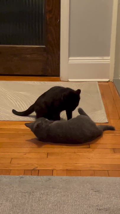 Enlarge Onyx (Bonded to Stone), an adoption pending Domestic Short Hair in Long Island City, NY video 6/6