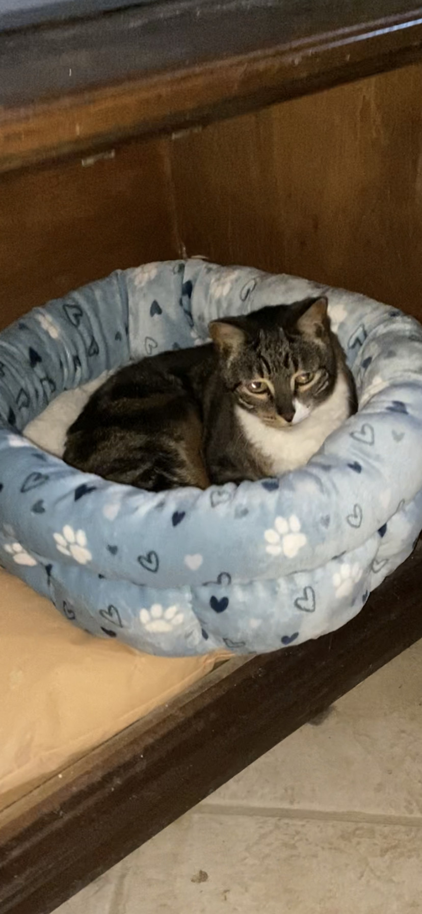 Enlarge Daisy, a Adopted mixed breed in Southbury, CT image 1/4