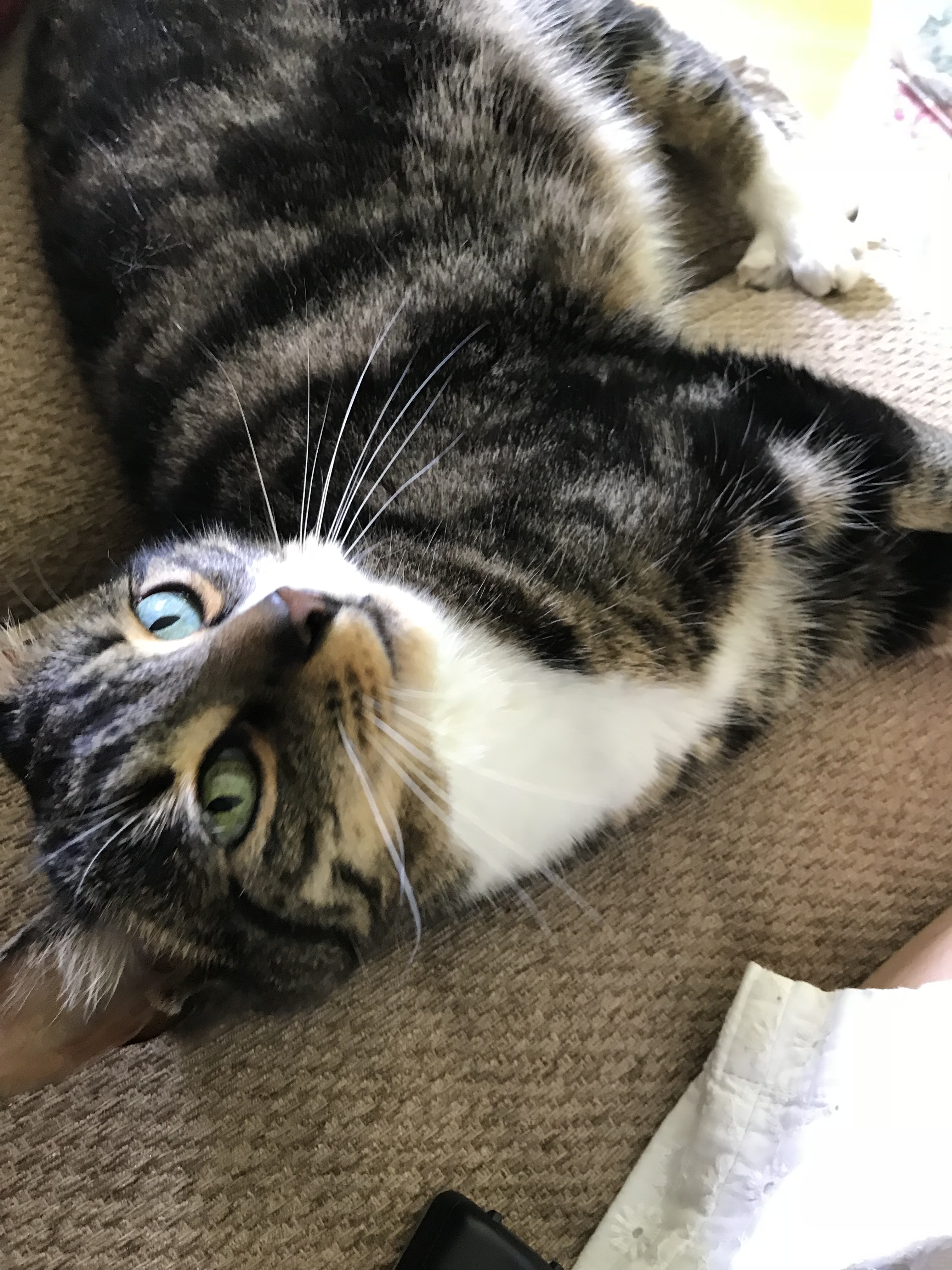 Enlarge Daisy, a Adopted mixed breed in Southbury, CT image 2/4