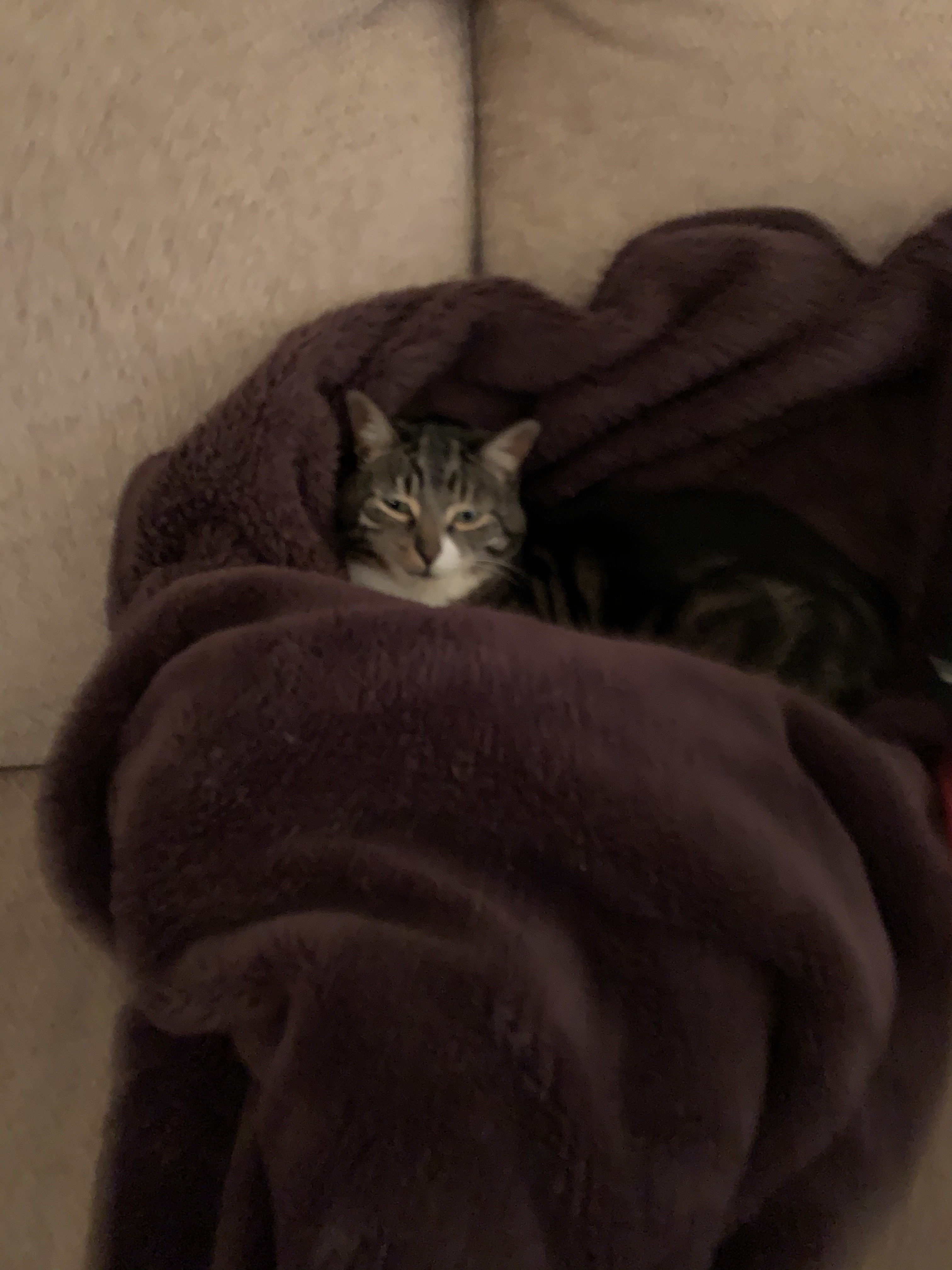 Enlarge Daisy, a Adopted mixed breed in Southbury, CT image 4/4