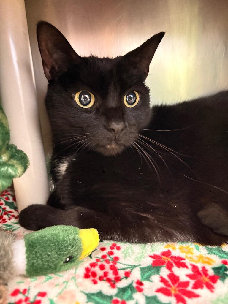 Riley, Adoptable, Adult Female Domestic Short Hair.