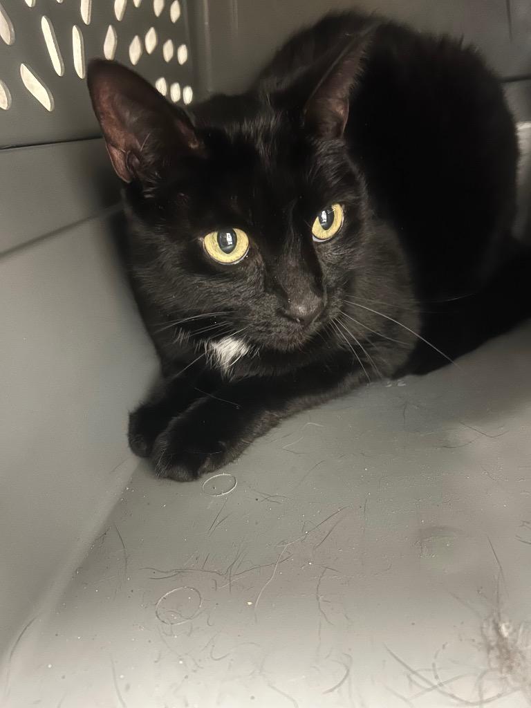 Enlarge Riley, a Adoptable mixed breed in Detroit, MI image 2/2