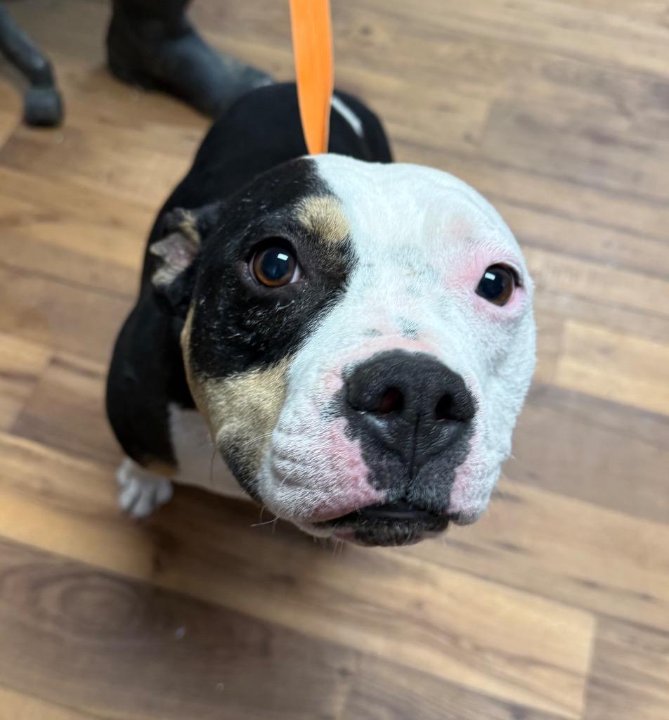 Enlarge Glacier, a Adoptable mixed breed in Fayetteville, TN image 1/1