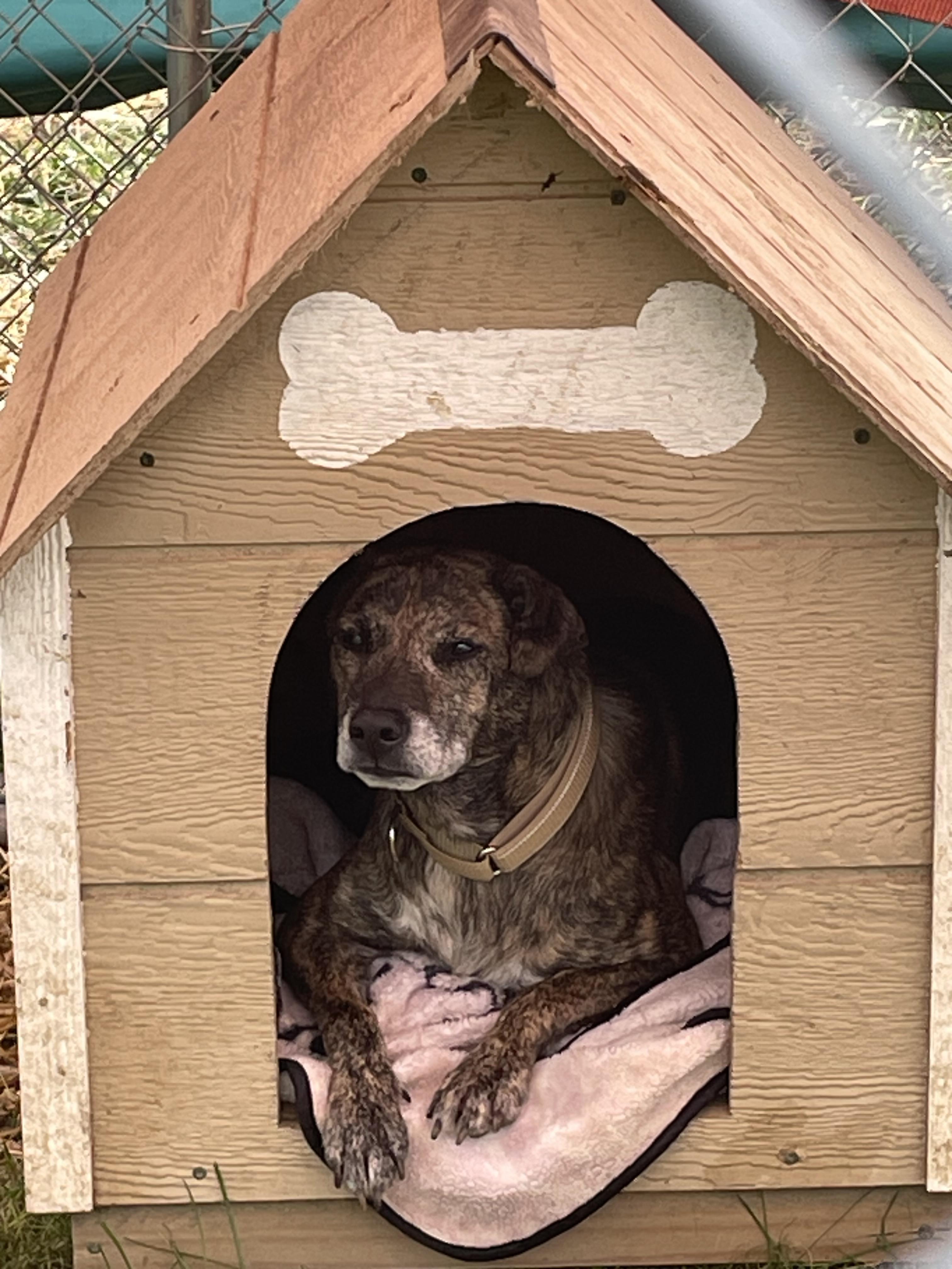 Enlarge Camo, a Adoptable mixed breed in Salem, OH image 1/1